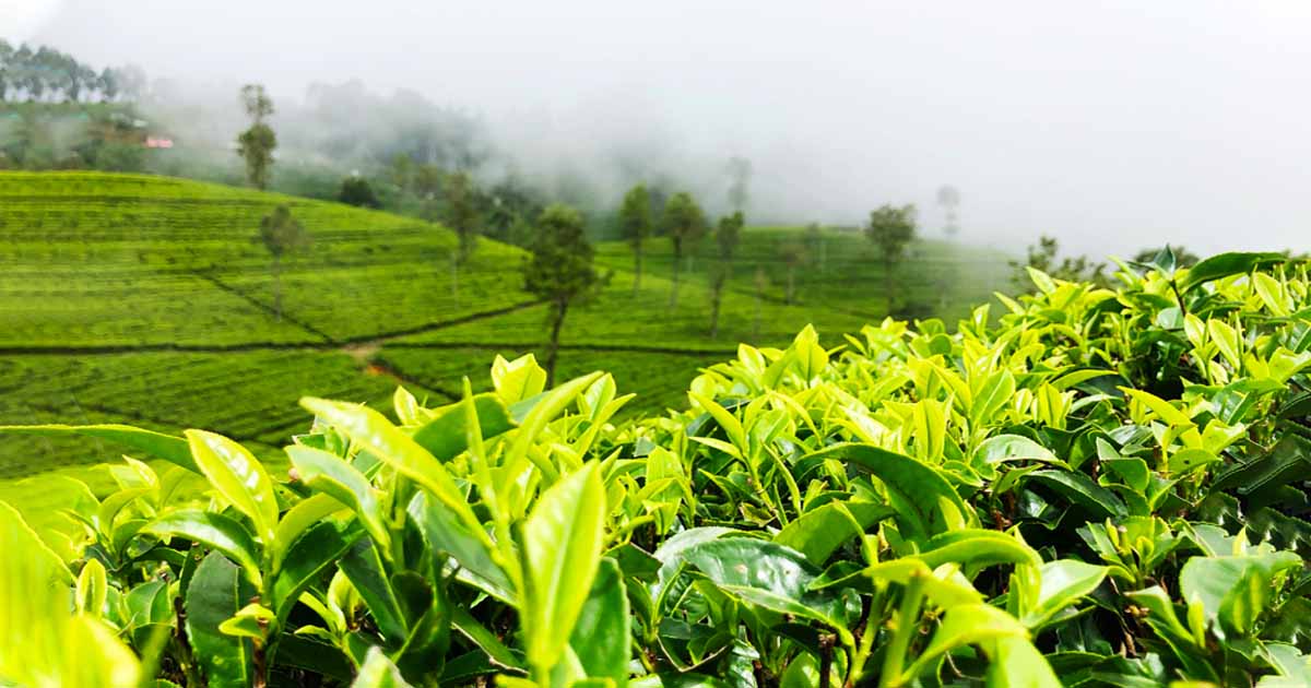 Sri-Lanka-Family-Holidays