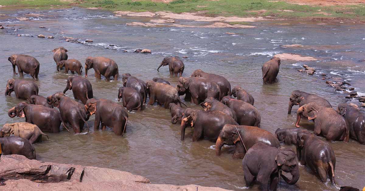 Pinnawala-Elephant-Orphanage-Leopard-in-Sri-Lanka