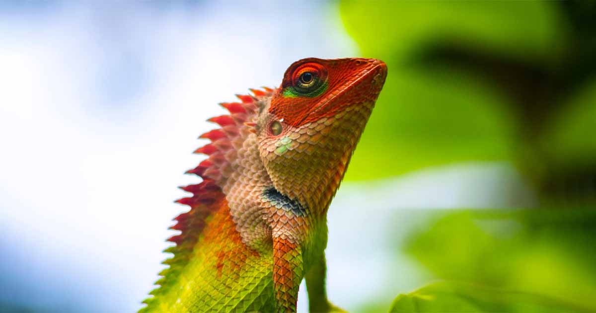 Yala National Park | leopard