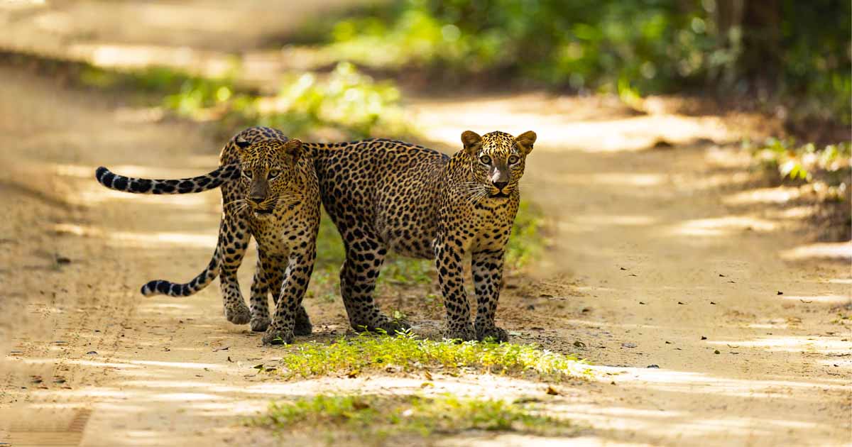 Yala National Park | leopard
