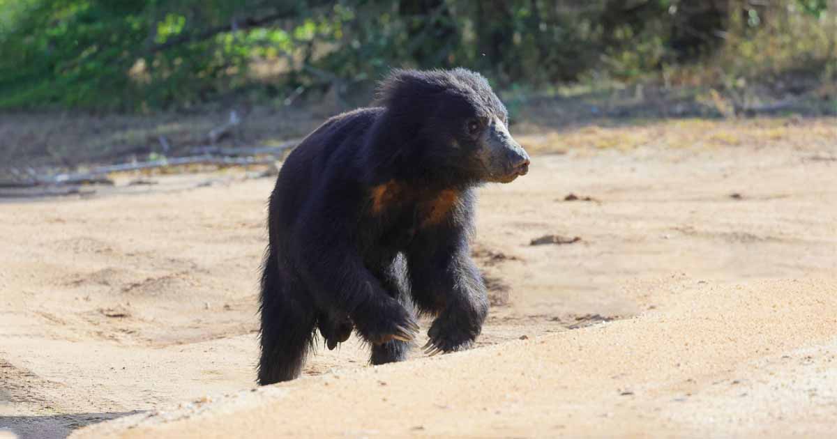 Yala National Park Bird
