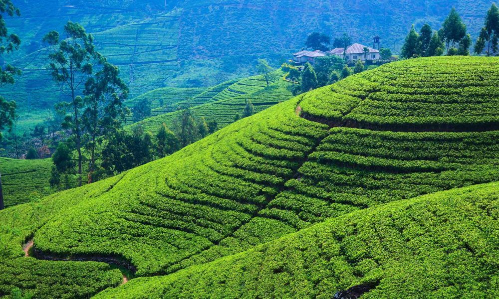 Sri-Lanka-Family-Holidays