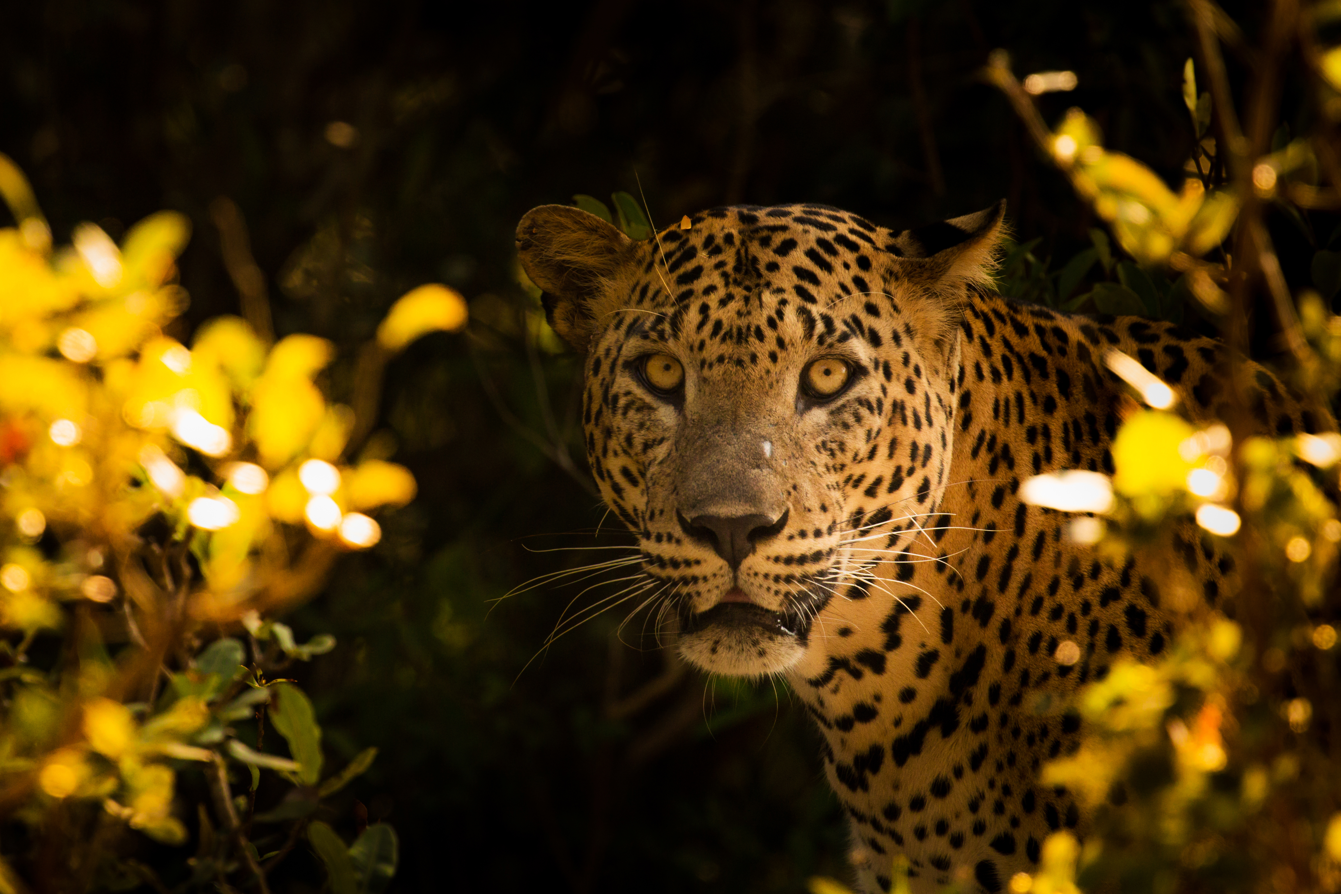 sri-lanka-leopard-asian